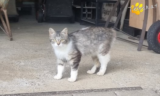 Katze Freya (Foto by Tiereck.at - Lavanttaler Tierhilfe)