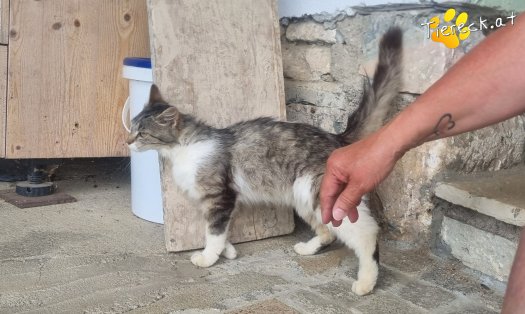 Katze Freya (Foto by Tiereck.at - Lavanttaler Tierhilfe)