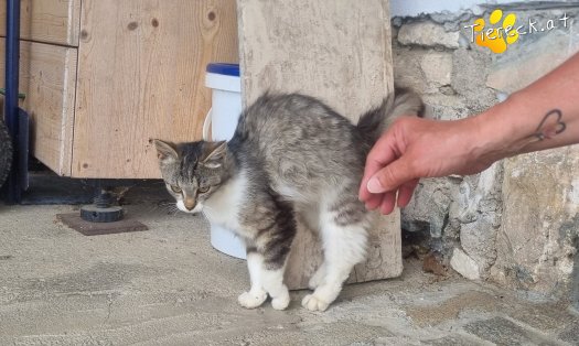 Katze Freya (Foto by Tiereck.at - Lavanttaler Tierhilfe)