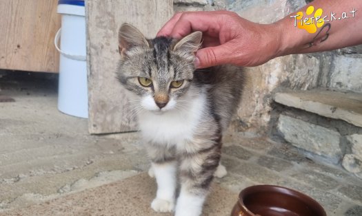 Katze Freya (Foto by Tiereck.at - Lavanttaler Tierhilfe)