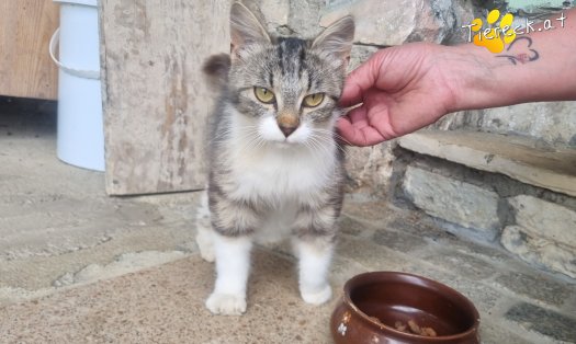 Katze Freya (Foto by Tiereck.at - Lavanttaler Tierhilfe)