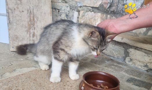 Katze Freya (Foto by Tiereck.at - Lavanttaler Tierhilfe)