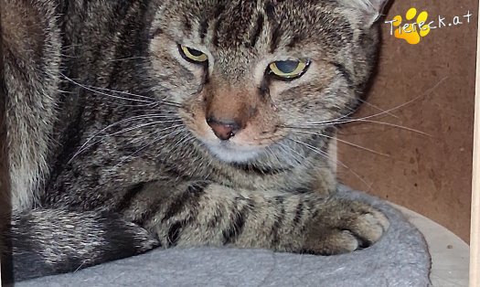 Katze Frankie (Foto by Tiereck.at - Lavanttaler Tierhilfe)