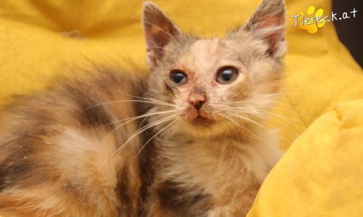 Katze Linchen (Foto by Tiereck.at - Lavanttaler Tierhilfe)