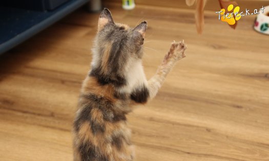 Katze Linchen (Foto by Tiereck.at - Lavanttaler Tierhilfe)