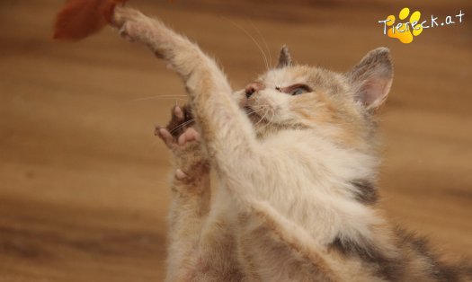 Katze Linchen (Foto by Tiereck.at - Lavanttaler Tierhilfe)