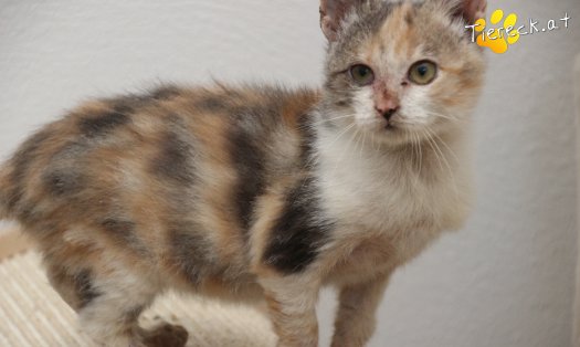 Katze Linchen (Foto by Tiereck.at - Lavanttaler Tierhilfe)