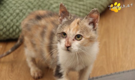 Katze Linchen (Foto by Tiereck.at - Lavanttaler Tierhilfe)