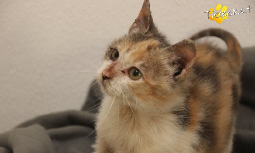 Katze Linchen (Foto by Tiereck.at - Lavanttaler Tierhilfe)