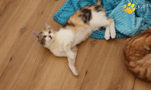 Katze Linchen (Foto by Tiereck.at - Lavanttaler Tierhilfe)