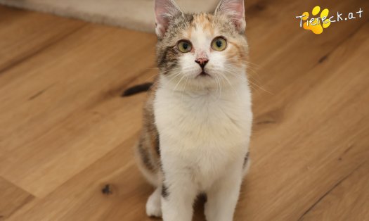 Katze Linchen (Foto by Tiereck.at - Lavanttaler Tierhilfe)