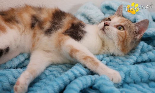 Katze Linchen (Foto by Tiereck.at - Lavanttaler Tierhilfe)