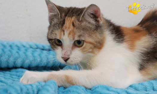 Katze Linchen (Foto by Tiereck.at - Lavanttaler Tierhilfe)