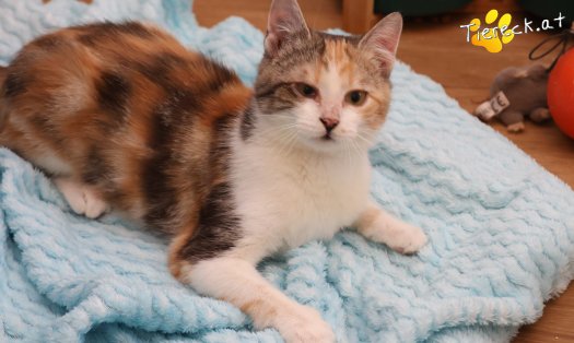 Katze Linchen (Foto by Tiereck.at - Lavanttaler Tierhilfe)