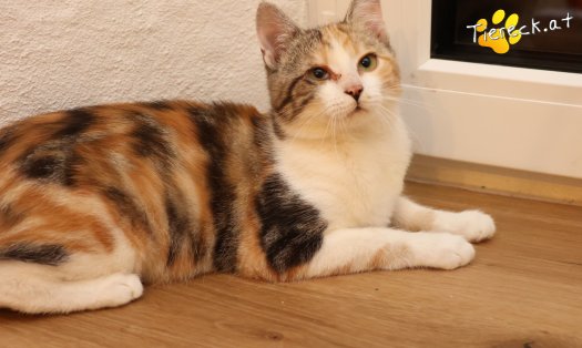 Katze Linchen (Foto by Tiereck.at - Lavanttaler Tierhilfe)