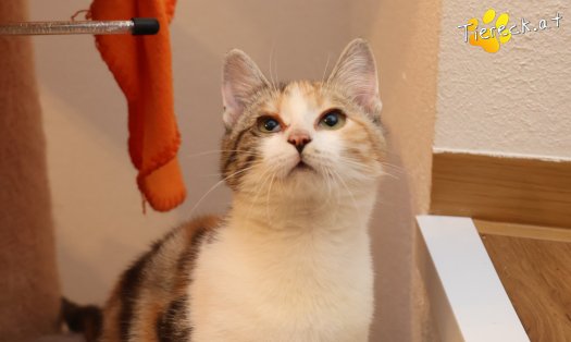 Katze Linchen (Foto by Tiereck.at - Lavanttaler Tierhilfe)