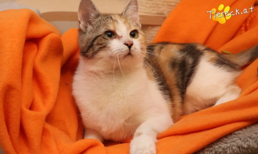 Katze Linchen (Foto by Tiereck.at - Lavanttaler Tierhilfe)