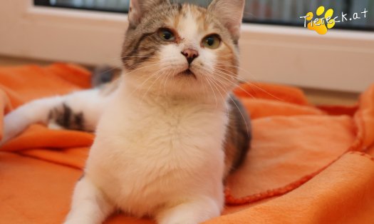 Katze Linchen (Foto by Tiereck.at - Lavanttaler Tierhilfe)