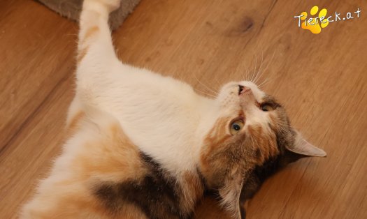 Katze Linchen (Foto by Tiereck.at - Lavanttaler Tierhilfe)