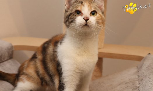 Katze Linchen (Foto by Tiereck.at - Lavanttaler Tierhilfe)