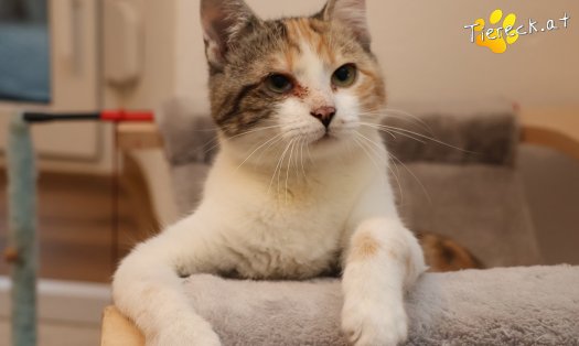 Katze Linchen (Foto by Tiereck.at - Lavanttaler Tierhilfe)