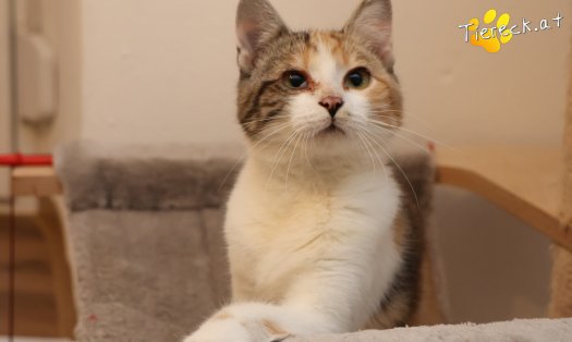 Katze Linchen (Foto by Tiereck.at - Lavanttaler Tierhilfe)