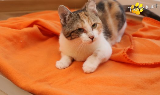 Katze Linchen (Foto by Tiereck.at - Lavanttaler Tierhilfe)