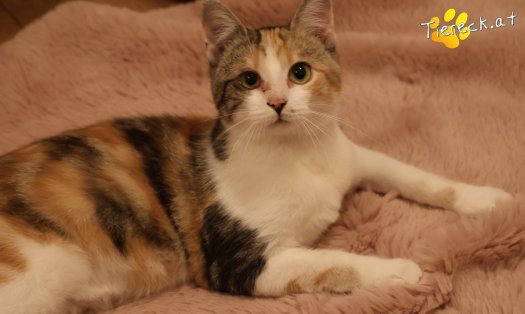 Katze Linchen (Foto by Tiereck.at - Lavanttaler Tierhilfe)