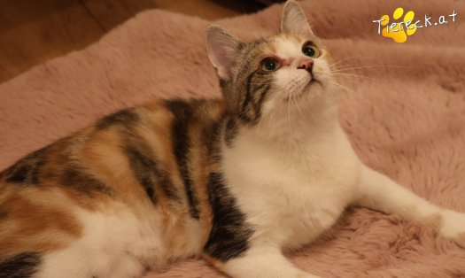 Katze Linchen (Foto by Tiereck.at - Lavanttaler Tierhilfe)