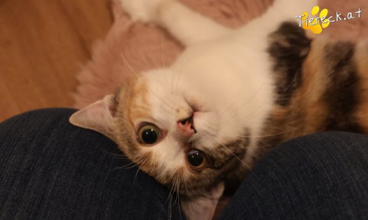 Katze Linchen (Foto by Tiereck.at - Lavanttaler Tierhilfe)