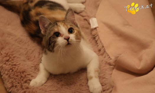 Katze Linchen (Foto by Tiereck.at - Lavanttaler Tierhilfe)