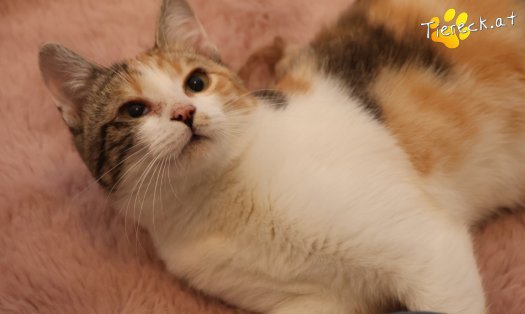 Katze Linchen (Foto by Tiereck.at - Lavanttaler Tierhilfe)