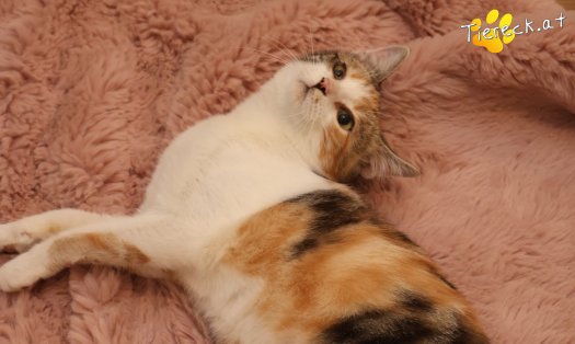 Katze Linchen (Foto by Tiereck.at - Lavanttaler Tierhilfe)