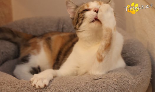 Katze Linchen (Foto by Tiereck.at - Lavanttaler Tierhilfe)