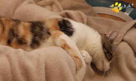 Katze Linchen (Foto by Tiereck.at - Lavanttaler Tierhilfe)