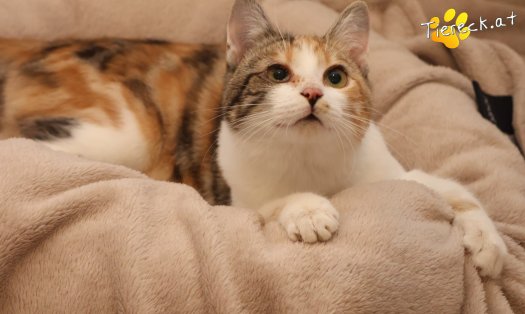 Katze Linchen (Foto by Tiereck.at - Lavanttaler Tierhilfe)