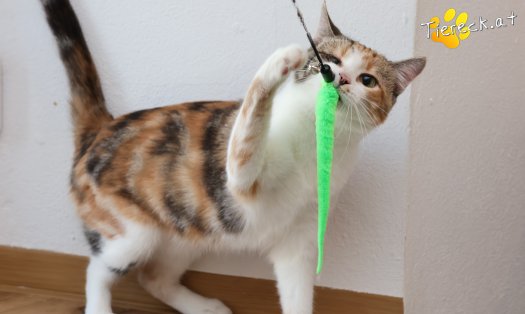 Katze Linchen (Foto by Tiereck.at - Lavanttaler Tierhilfe)