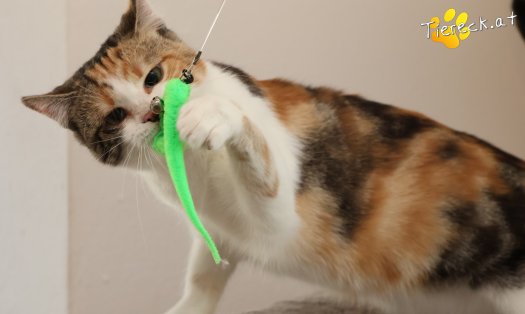 Katze Linchen (Foto by Tiereck.at - Lavanttaler Tierhilfe)