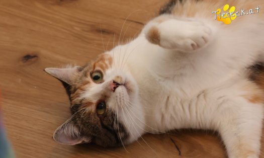 Katze Linchen (Foto by Tiereck.at - Lavanttaler Tierhilfe)