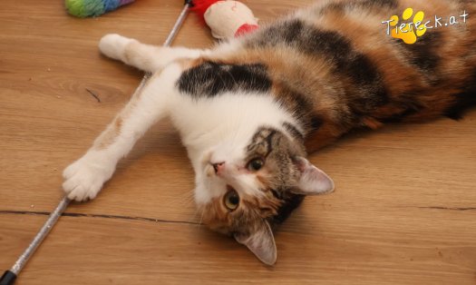 Katze Linchen (Foto by Tiereck.at - Lavanttaler Tierhilfe)