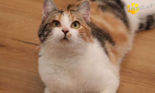 Katze Linchen (Foto by Tiereck.at - Lavanttaler Tierhilfe)