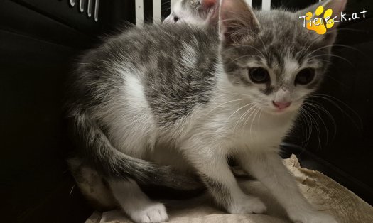 Katze Levi (Foto by Tiereck.at - Lavanttaler Tierhilfe)