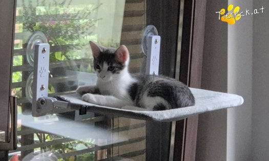 Katze Levi (Foto by Tiereck.at - Lavanttaler Tierhilfe)