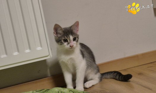 Katze Levi (Foto by Tiereck.at - Lavanttaler Tierhilfe)