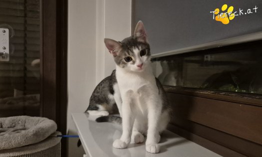 Katze Levi (Foto by Stefanski)