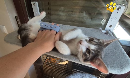 Katze Levi (Foto by Stefanski)