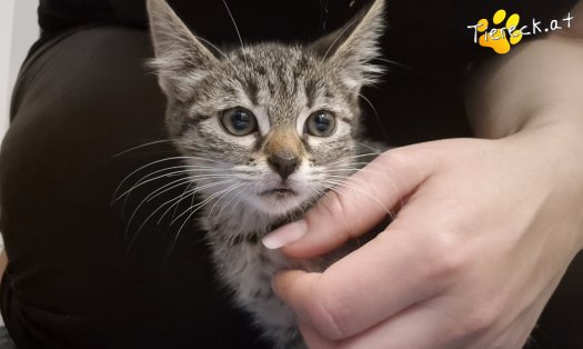 Katze Heidi (Foto by Tiereck.at - Lavanttaler Tierhilfe)