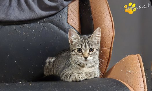 Katze Heidi (Foto by Tiereck.at - Lavanttaler Tierhilfe)