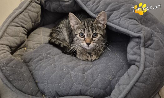Katze Heidi (Foto by Tiereck.at - Lavanttaler Tierhilfe)