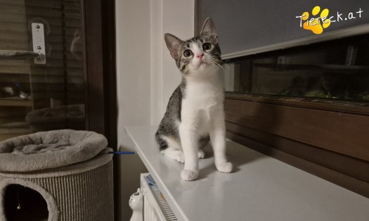 Katze Kitty (Foto by Stefanski)